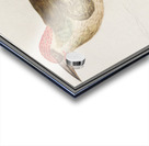 European green woodpecker in vintage style Acrylic print