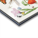 Nature ensemble in vintage style Acrylic print