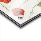 Indian runner duck in vintage style Acrylic print