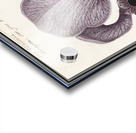 Mourning iris in vintage style Acrylic print