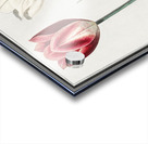 Tulip in vintage style Acrylic print