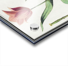 Tulip in vintage style Acrylic print