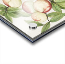 Tulip in vintage style Acrylic print