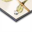 Parakeets in vintage style Acrylic print