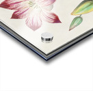 Tulip in vintage style Acrylic print