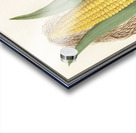 Corn in vintage style Acrylic print