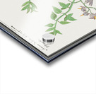 Bitter nightshade in vintage style Acrylic print