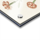 Carnation in vintage style Acrylic print