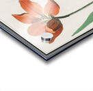 Tulip in vintage style Acrylic print