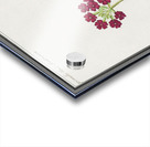 Primrose in vintage style Impression Acrylique