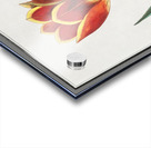 Tulip in vintage style Acrylic print