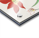 Tulip in vintage style Acrylic print