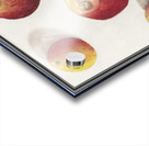 Apple in vintage style Acrylic print