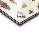 Butterflies and moths set Acrylic print