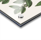 Olive in vintage style Acrylic print