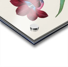 Tulip in vintage style Acrylic print