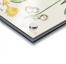 Tulip in vintage style Acrylic print