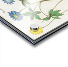 Windflower in vintage style Acrylic print