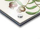 Medlar in vintage style Acrylic print