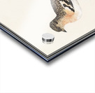 Brambling in vintage style Acrylic print