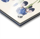 Purple iris in vintage style Acrylic print