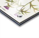 Thistle and artichoke Acrylic print