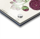 Alcea in vintage style Acrylic print