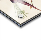 Carrot and red currant in vintage style Acrylic print