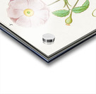 Dogstand flower wild rose and papaver Acrylic print