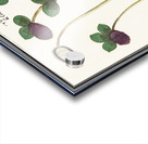 Dogstand flower wild rose and papaver Acrylic print