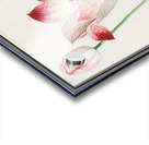 Tulip in vintage style Acrylic print