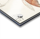 Flamingo in vintage style Acrylic print