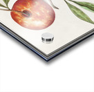 Olive in vintage style Acrylic print