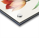 Tulip in vintage style Acrylic print