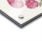 Wild rose in vintage style Acrylic print