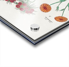 Marigold and daisy in vintage style Acrylic print