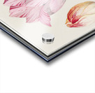 Anemone in vintage style Acrylic print