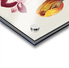 Tulip in vintage style Acrylic print