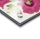 Alcea in vintage style Acrylic print