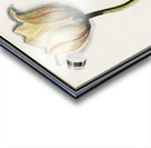 Tulip in vintage style Acrylic print