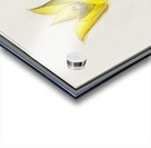 Tulip in vintage style Acrylic print