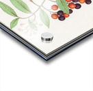 Bird cherry in vintage style Acrylic print