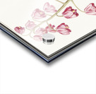 Cabbage in vintage style Acrylic print