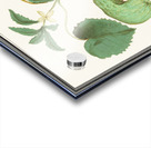 Cucumber in vintage style Impression Acrylique