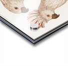 Moluccan cockatoo vintage style Acrylic print