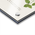 Moluccan cockatoo vintage style Acrylic print