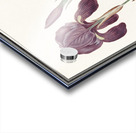 Purple iris in vintage style Acrylic print