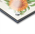 Sunflower in vintage style Acrylic print