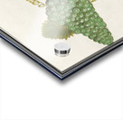 Grapes in vintage style Acrylic print