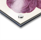 Red cabbage in vintage style Acrylic print